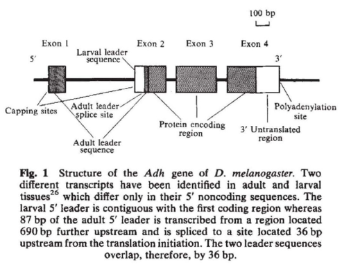 Adh structure